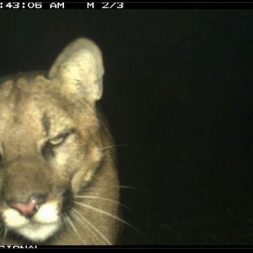 999ADJ - Heard Radio invites AIDEL - 23rd September 2025