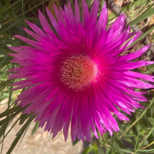 DREADheadz Dub & Reggae (25 THE homerec 157)