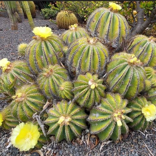 DREADheadz DUB´n´Reggae 13 Jam