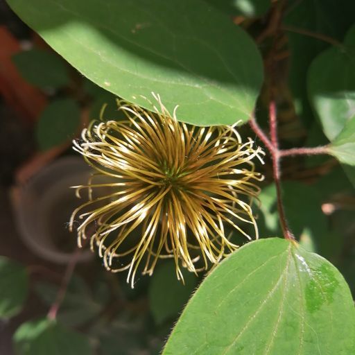 DREADheadz DUB & Reggae Nr. 12 TON vom 3.6.2025