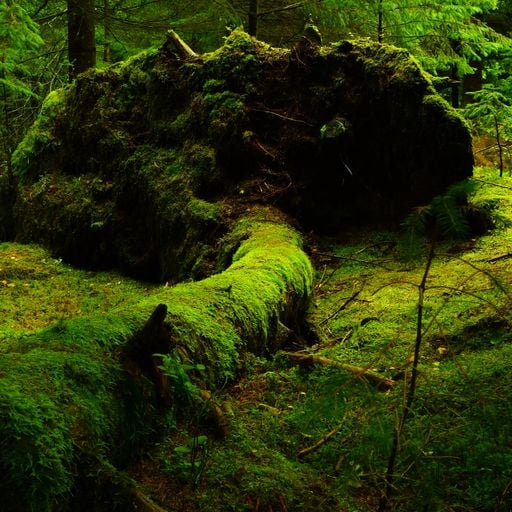 enchanted forest. live on ttns.uk