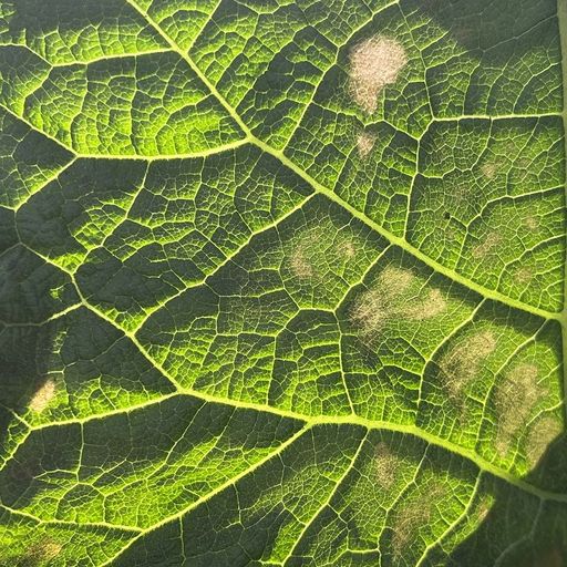 GARDEN OF SUBLIMITY W/ DRYAKOBY - 2nd January 2026