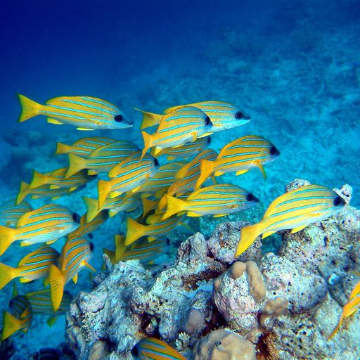 Quietmusic - Complete Three-Hour Program - Jan 11