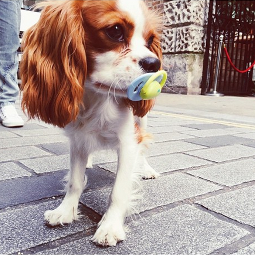 Charlotte de Carle 140815