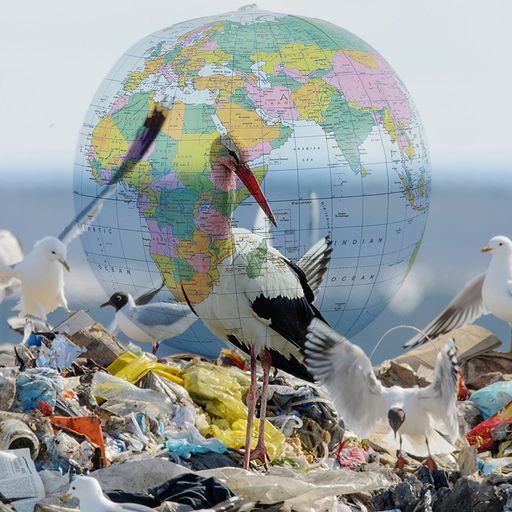 WORLD MUZIK KARTU SU STAVARIS. GRĮŽO GANDRAI IŠ AFRIKOS SĄVARTYNO