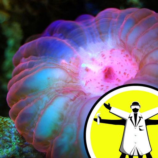 Q&A: Reefs, Robots & Rubies 'Rap'-Up