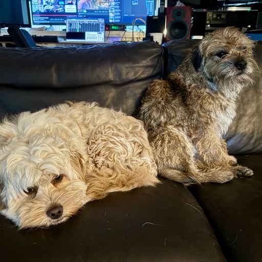 "The Dog Shelter” Organic, ft. The Jimmy's