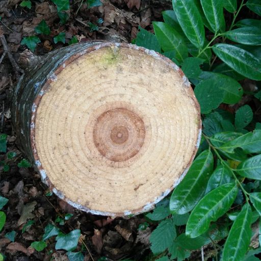 Landscaping Ep #8: What Types of Trees Are We? 13.04.202020