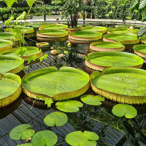 Fractal Meat On A Spongy Bone - 23rd December 2025