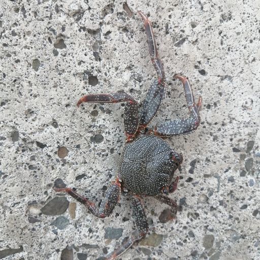 DREADheadz DUB & Reggae 26 TAZA vom 21.11.2023