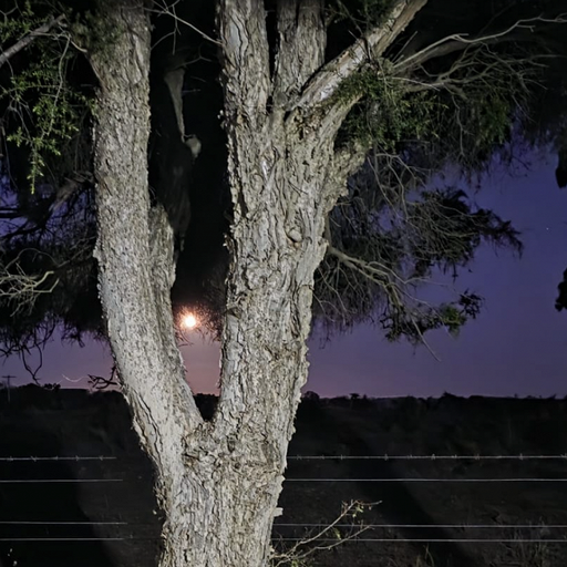 Solid State Survivor w/ Shags Chamberlain - 4th March 2026