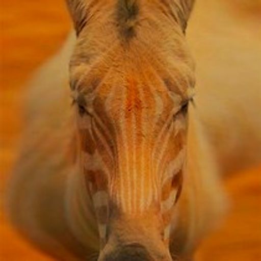 Laser Zebra (JazzFusion)