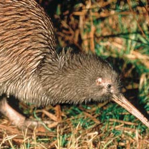 New Zealand Music Show 1 July