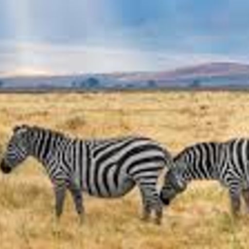 Observing the Wildlife (ExtendedAmbientChillout)