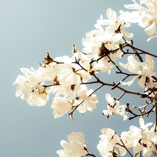 Spring Pop