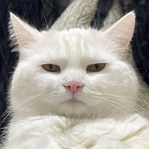 เซเลปหมากยาง