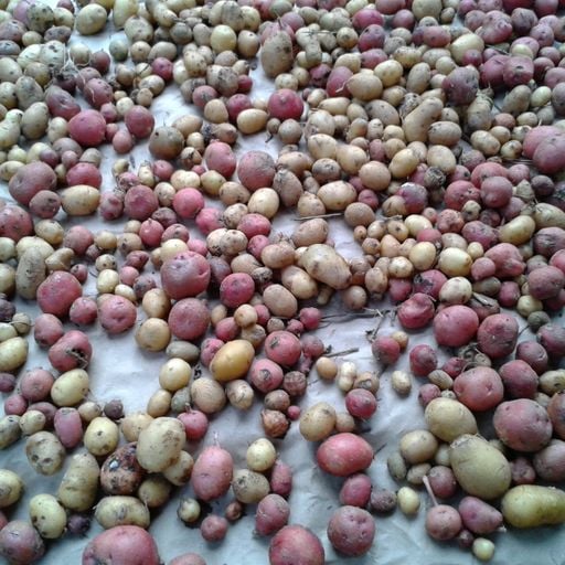 Brief Interlude - More Small Potatoes