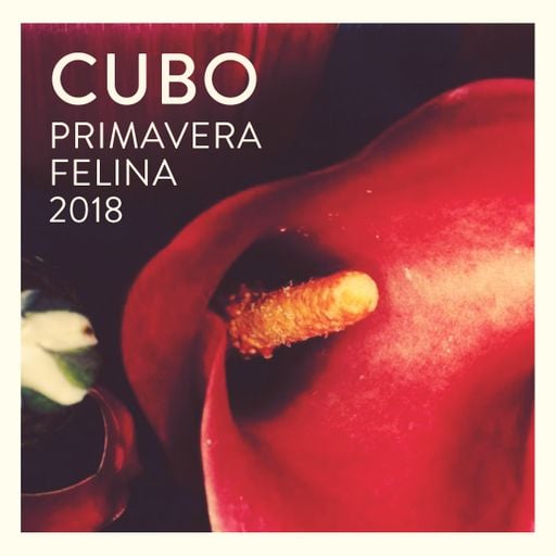 Cubo: Primavera Felina 2018