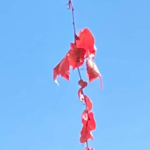 'Walking + Falling' w.  Days Like Television  - October 2022