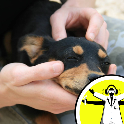Are Dogs Ticklish?