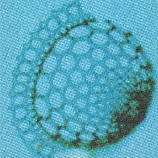 Peak Time – Mark Yarm on Kurt Cobain