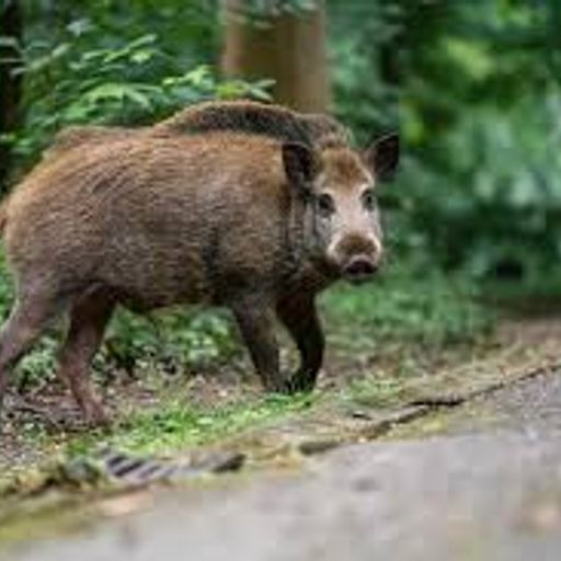 MidiExpress 27/06/24 Sanglier, Sauvage, Ecolo, Expo... (Guest: LaMinuteSauvage & Host: Khalid MRA)