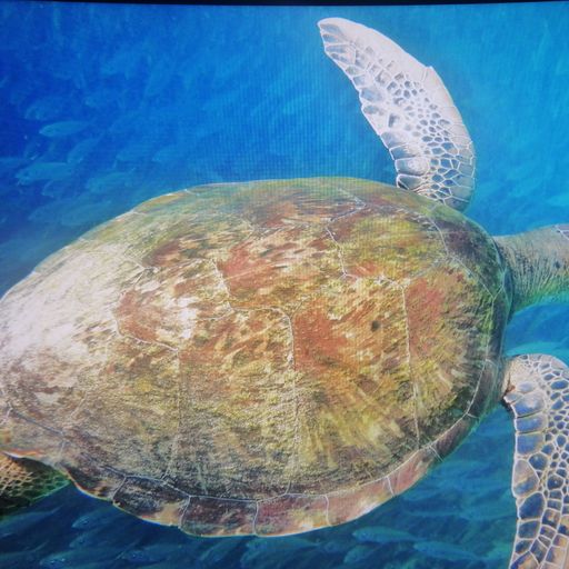 DREADheadz DUB´n´Reggae Nr. 20 GEL vom 16-9-2025