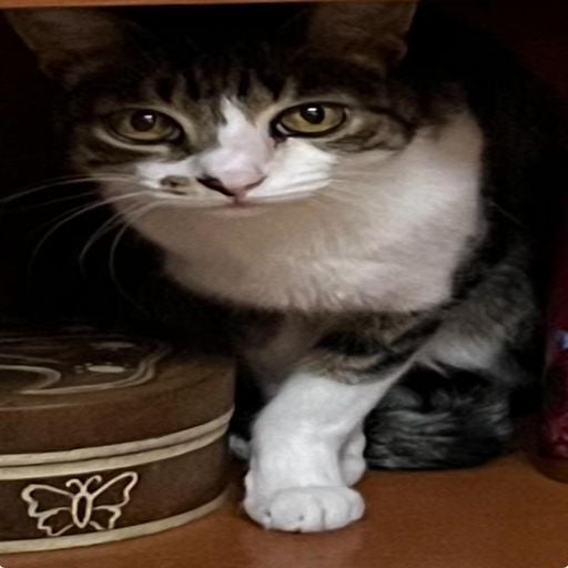 MY CAT " OSCAR" (031) (GIUGRI.J)
