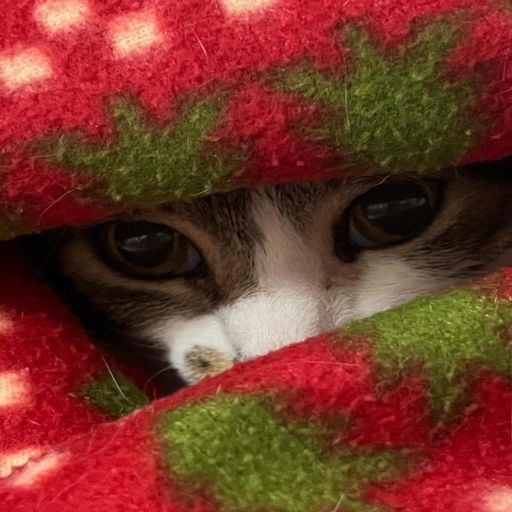 MY CAT (029) (GIUGRI.J)