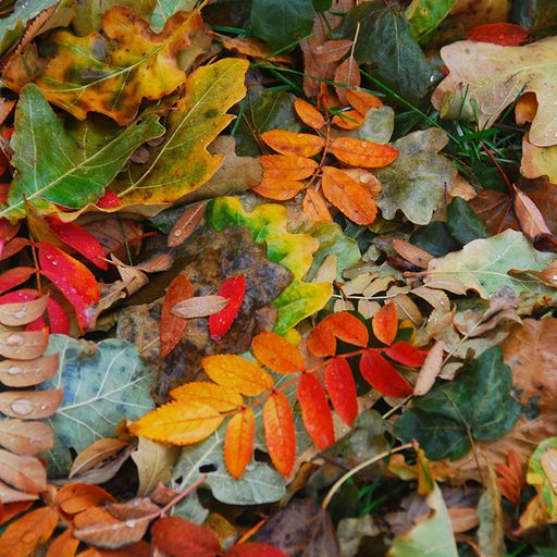 Awesome Autumn