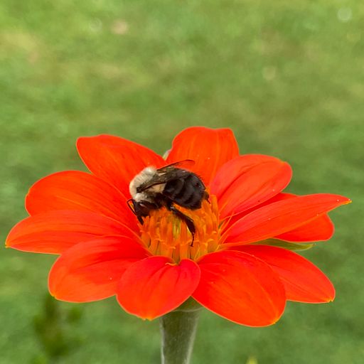 Deep Grooves from the Grove "Jam Session 1 Bee Happy"