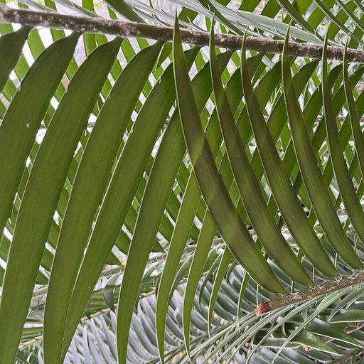 Ginkgo Records - 6th March 2026