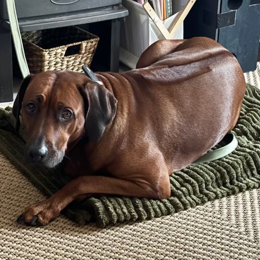 "The Dog Shelter" Tech House, yield until it kills a million brain cells. Ft. Vos