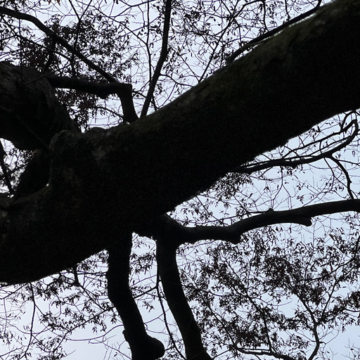 Omichive's Bookshelf: Shibuya-kei vibe - 27th March 2026