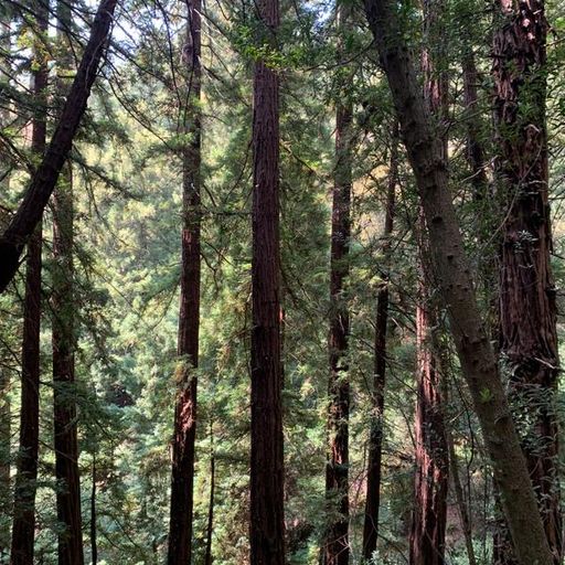 Anoushka Shankar: Soothe // 25-08-21