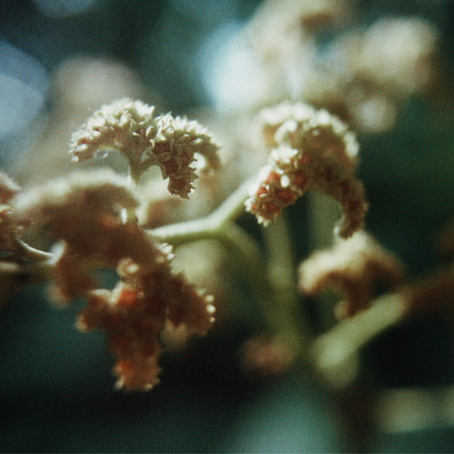 Floresta: Nicola Cruz with Rizu X // 23-10-20