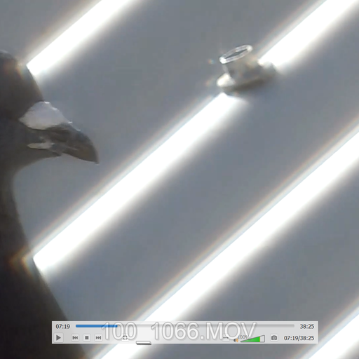 TRaMpYest of fine MANifests (pigeon patterns of fine fencing as it happens)
