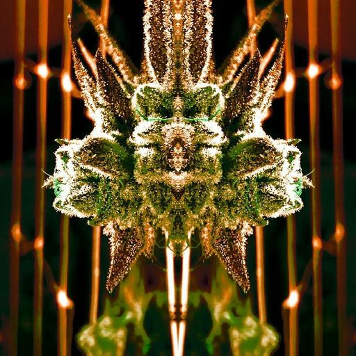 All Ganja Massive II