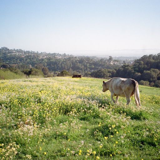 THE SOUND STREAM - S2E3 - Chill Sunday Mix (ASMR Edition)