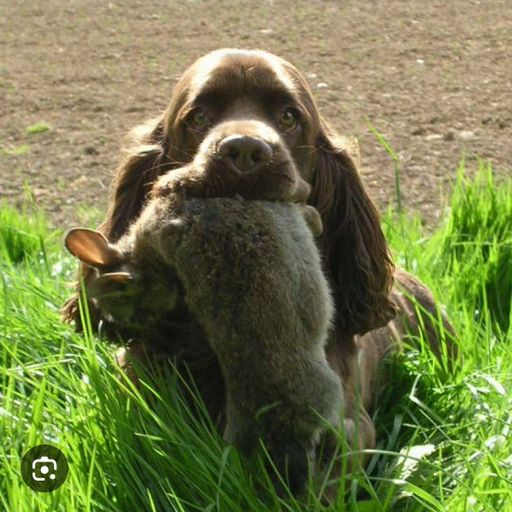 EASTER BUNNY JUNGLE SESSIONS MIXING PRACTICE