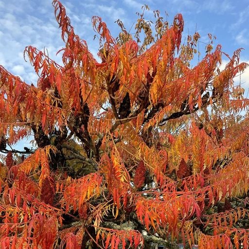 The Head Zone w/ Ripley Johnson - 13th November 2025