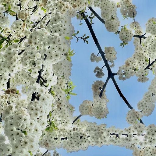 The Early Bird Show w/ Spirit Blue - 15th April 2026