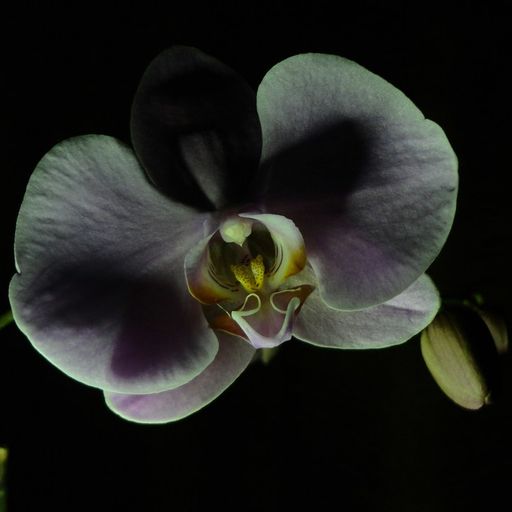 Naviar Broadcast #373 - Orchids by Night - 25th June 2025