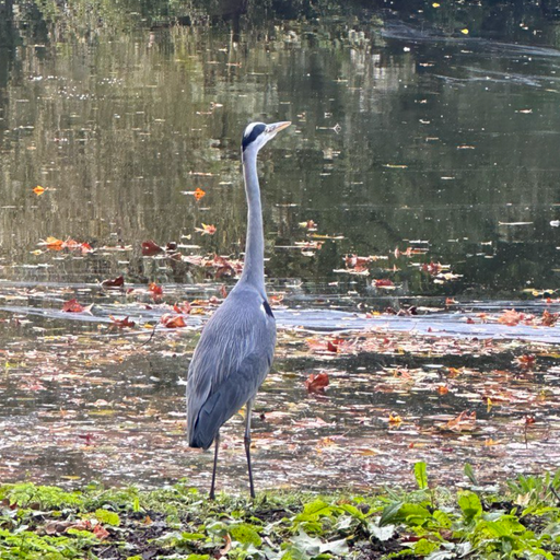 hanaphora - 03/11/23 [Voices Radio]