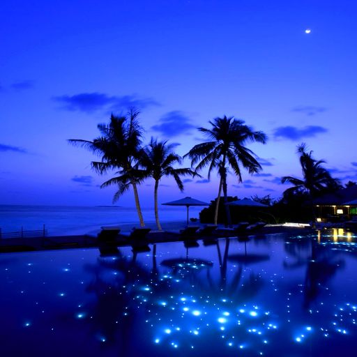 Valentine's Day Special