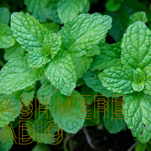 Minty Fresh w/ peppermintphil #11 SynthPop 06.01.2026