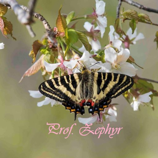 Zephyr's survival mix Ⅵ (Feb. 2022)