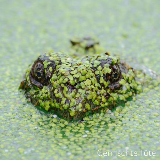 Gemischte Tüte
