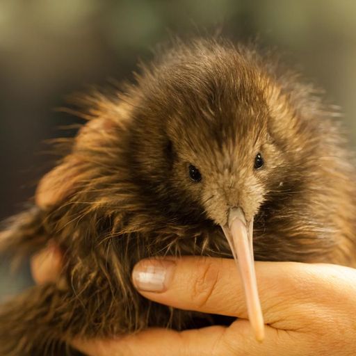 New Zealand Music Show 9/12