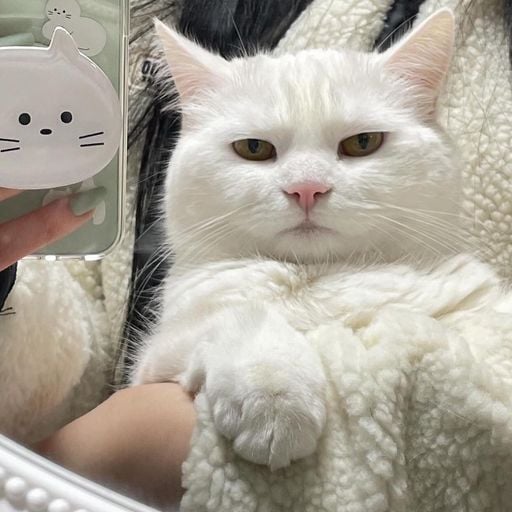 เซเลปหมากยาง V.2